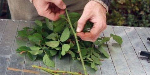 Kako razmnožiti ruže kod kuće u jesen